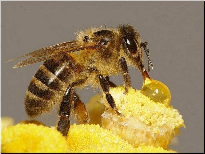 蜜蜂采水一般在几点钟?蜜蜂酿蜜要多少天气-图2 蜜蜂采水一般在几点钟?蜜蜂酿蜜要多少天气-图2