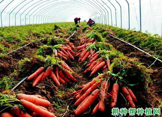 中国十大萝卜种植基地?上杭年气温多少-图1 中国十大萝卜种植基地?上杭年气温多少-图1