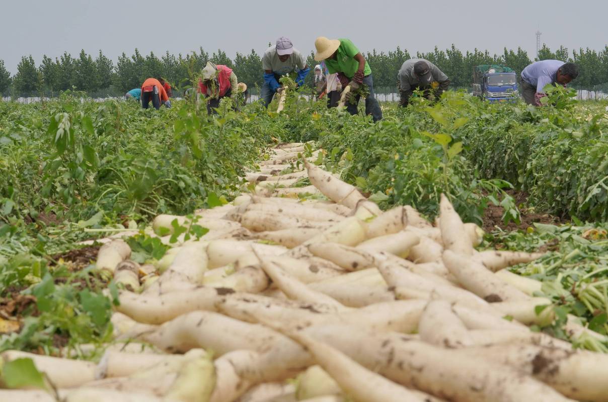 中国十大萝卜种植基地?上杭年气温多少-图2 中国十大萝卜种植基地?上杭年气温多少-图2