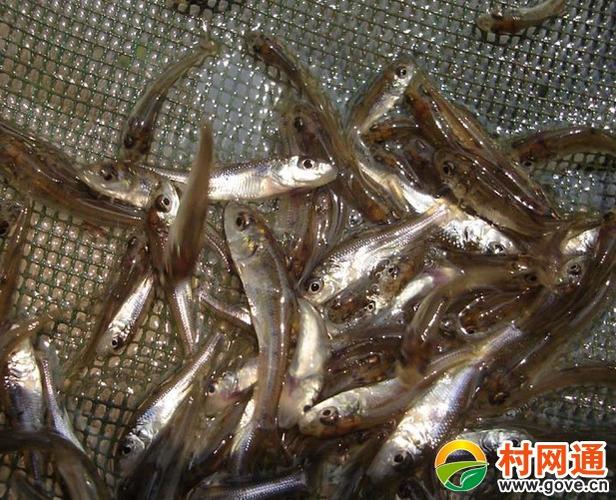 达州是不是达县?渠县进鱼多少钱-图1 达州是不是达县?渠县进鱼多少钱-图1