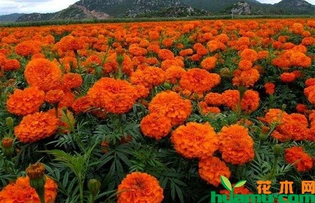 有人收购万寿菊吗?砚山到稼依多少公里-图1 有人收购万寿菊吗?砚山到稼依多少公里-图1