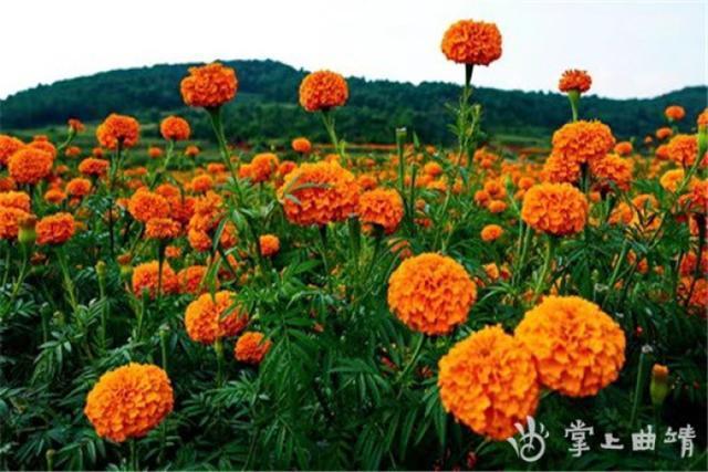 有人收购万寿菊吗?砚山到稼依多少公里-图3 有人收购万寿菊吗?砚山到稼依多少公里-图3