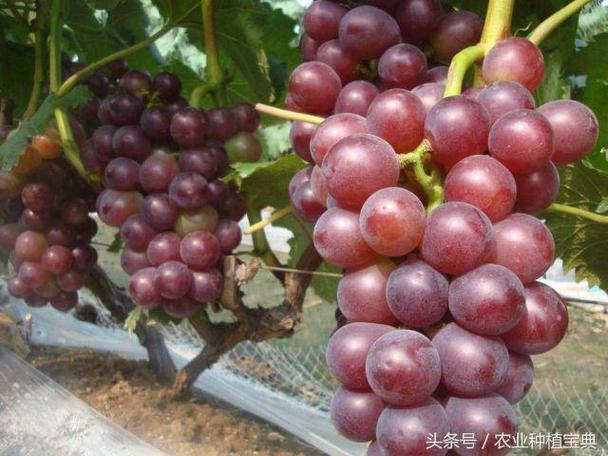 大棚藤稔葡萄管理技术？5号分宜的天气是多少-图2
