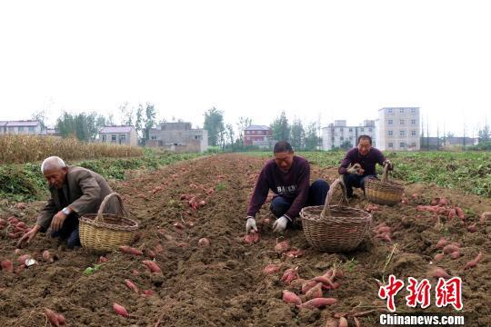 江苏山芋每年几月份丰收?淮阴区西宋集镇多少村-图1 江苏山芋每年几月份丰收?淮阴区西宋集镇多少村-图1
