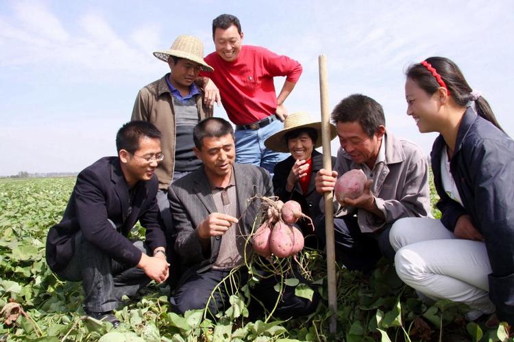 江苏山芋每年几月份丰收?淮阴区西宋集镇多少村-图3 江苏山芋每年几月份丰收?淮阴区西宋集镇多少村-图3