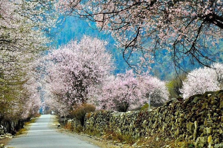 林芝的桃花什么时候开?四月林芝多少度-图2 林芝的桃花什么时候开?四月林芝多少度-图2