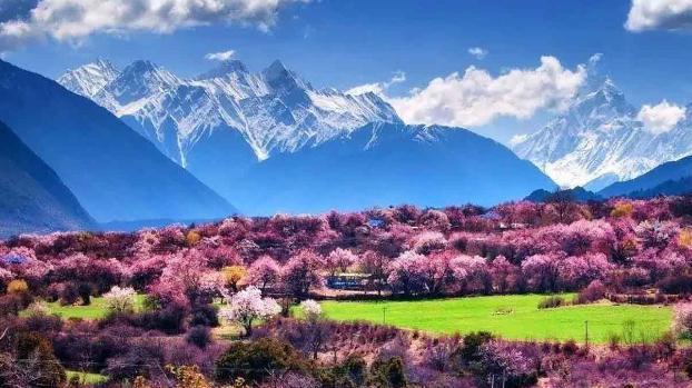 林芝的桃花什么时候开?四月林芝多少度-图3 林芝的桃花什么时候开?四月林芝多少度-图3