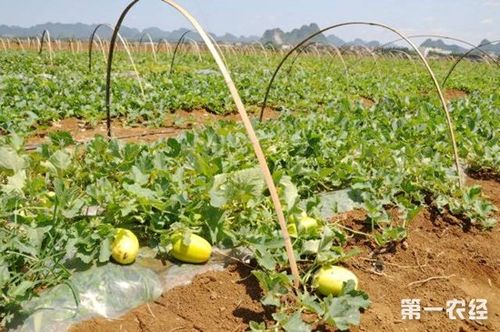 东北露地香瓜种植技术与管理方法？2月4日辽宁抚顺的天气湿度是多少-图1