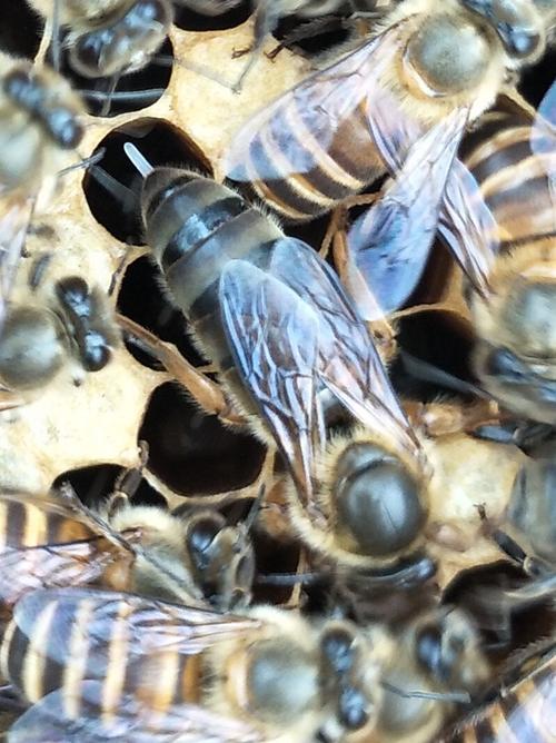 天柱中蜂品种和特性今天晚上天柱多少温度-图2 天柱中蜂品种和特性今天晚上天柱多少温度-图2