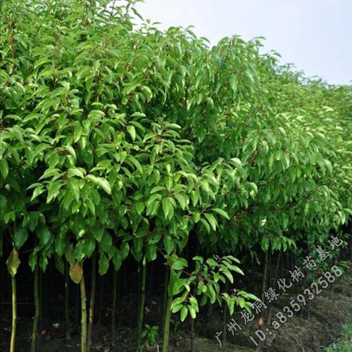亚热带季风气候的盆栽？江西樟树市4月份气温多少-图1