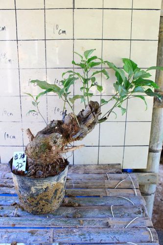 亚热带季风气候的盆栽？江西樟树市4月份气温多少-图3