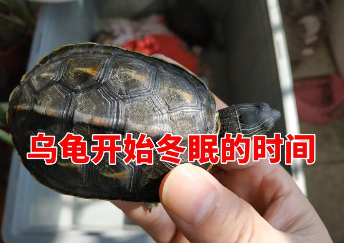 温州乌龟冬眠时间?浙江温州的温度是多少时间-图2 温州乌龟冬眠时间?浙江温州的温度是多少时间-图2