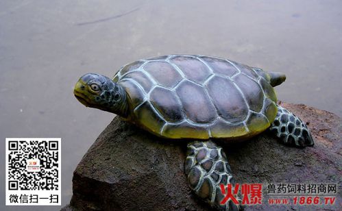 温州乌龟冬眠时间?浙江温州的温度是多少时间-图1 温州乌龟冬眠时间?浙江温州的温度是多少时间-图1