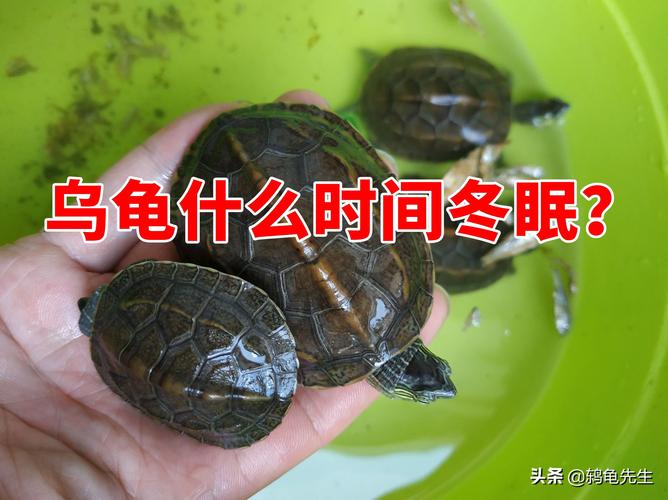 温州乌龟冬眠时间?浙江温州的温度是多少时间-图3 温州乌龟冬眠时间?浙江温州的温度是多少时间-图3