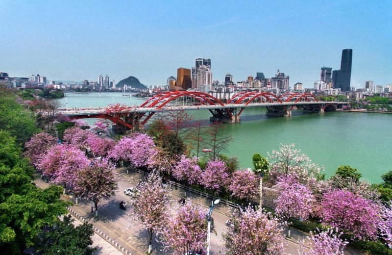 广西柳州延迟开学吗?广西柳州明天多少度-图1 广西柳州延迟开学吗?广西柳州明天多少度-图1