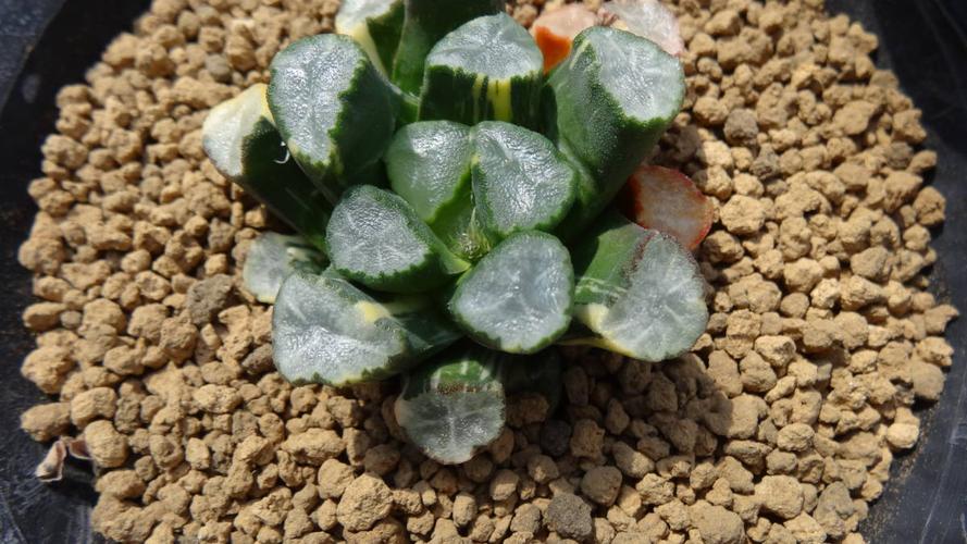 万象多肉植物怎么养?万象的温度多少度-图1 万象多肉植物怎么养?万象的温度多少度-图1