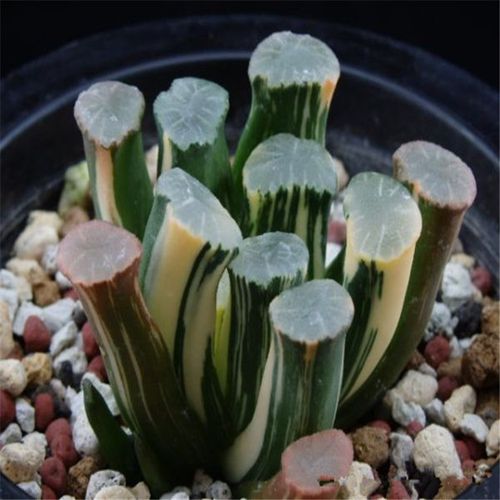 万象多肉植物怎么养?万象的温度多少度-图2 万象多肉植物怎么养?万象的温度多少度-图2