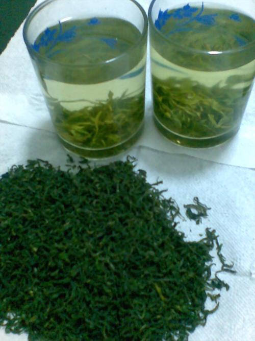 日照绿茶特色鲜明的气候原因?山东日照的温度是多少-图1 日照绿茶特色鲜明的气候原因?山东日照的温度是多少-图1