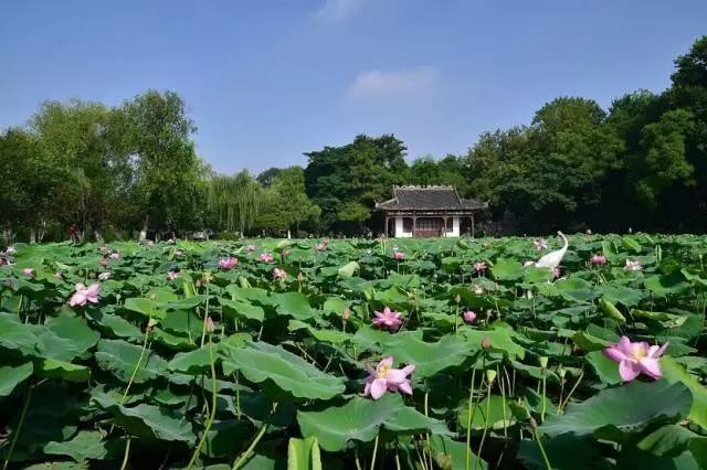 南京拍荷花的地方?厦门湖里湿度多少-图1 南京拍荷花的地方?厦门湖里湿度多少-图1