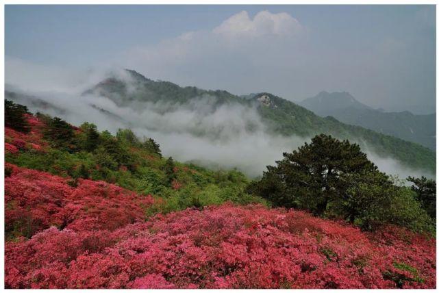 2023大别山杜鹃花开花时间？金寨明天降水达到百分之多少-图1