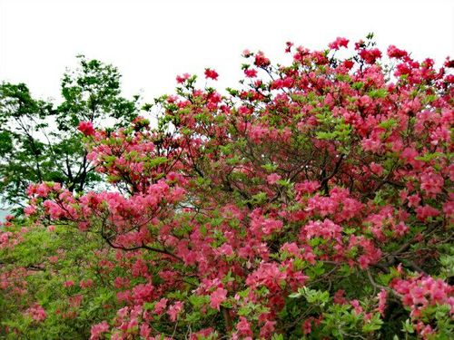 2023大别山杜鹃花开花时间？金寨明天降水达到百分之多少-图2