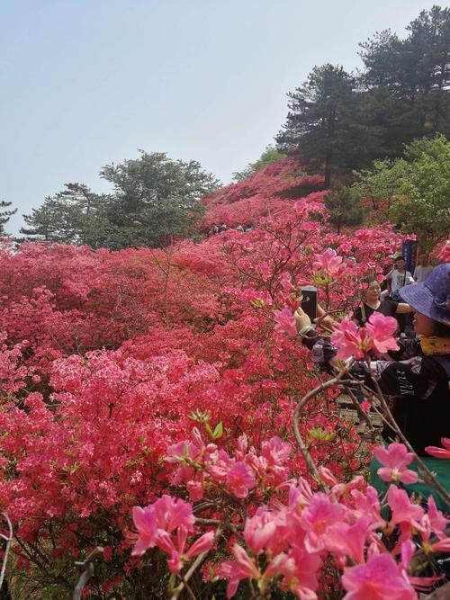 2023大别山杜鹃花开花时间？金寨明天降水达到百分之多少-图3