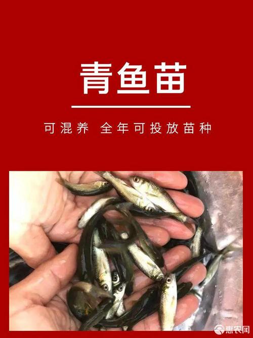 乌鱼贵还是花莲贵?清花莲温注射多少钱一支-图2 乌鱼贵还是花莲贵?清花莲温注射多少钱一支-图2