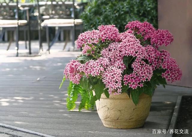 耐热耐晒又香的花?哈尔滨依兰县现在多少温度-图3 耐热耐晒又香的花?哈尔滨依兰县现在多少温度-图3