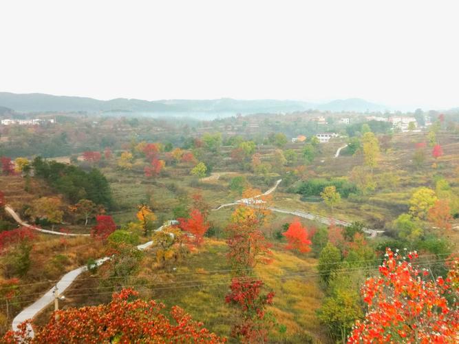 大悟红叶最佳观赏时间?大悟气温多少度-图1 大悟红叶最佳观赏时间?大悟气温多少度-图1