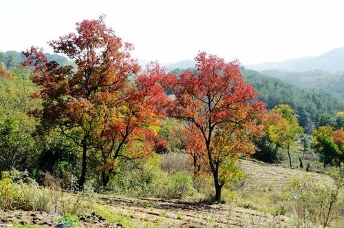 大悟红叶最佳观赏时间?大悟气温多少度-图2 大悟红叶最佳观赏时间?大悟气温多少度-图2