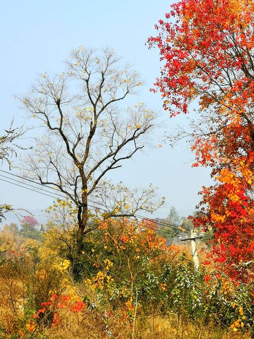 大悟红叶最佳观赏时间?大悟气温多少度-图3 大悟红叶最佳观赏时间?大悟气温多少度-图3