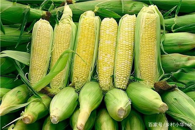 海南种植玉米的最佳时间？儋州水果一斤赚多少-图1