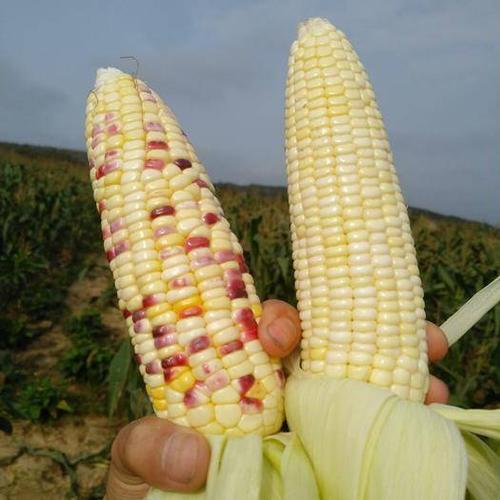 海南种植玉米的最佳时间？儋州水果一斤赚多少-图3