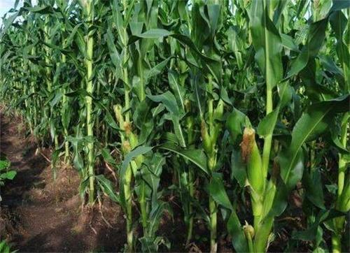 海南种植玉米的最佳时间？儋州水果一斤赚多少-图2