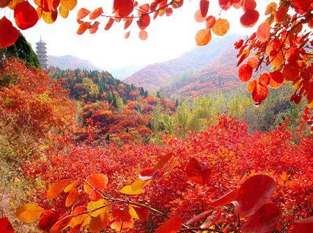 临沂红叶山景区最佳时间?临沂红叶谷门票多少钱-图1 临沂红叶山景区最佳时间?临沂红叶谷门票多少钱-图1