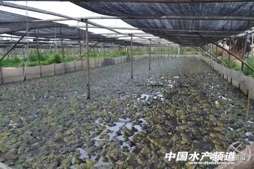 福建哪里允许养殖牛蛙?上杭县湖洋邮政编码是多少-图1 福建哪里允许养殖牛蛙?上杭县湖洋邮政编码是多少-图1