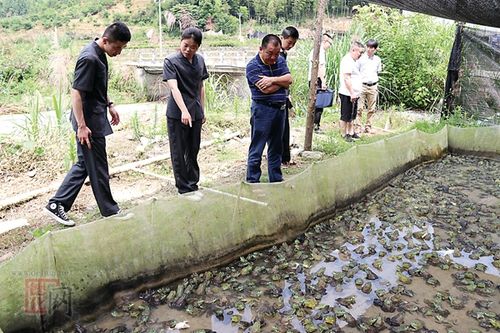 福建哪里允许养殖牛蛙?上杭县湖洋邮政编码是多少-图2 福建哪里允许养殖牛蛙?上杭县湖洋邮政编码是多少-图2