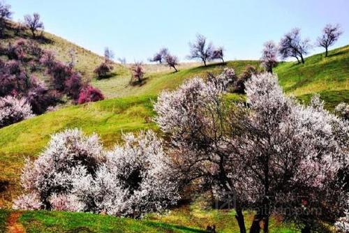 伊犁桃花沟景区?吐尔根乡到新源县多少公里-图2 伊犁桃花沟景区?吐尔根乡到新源县多少公里-图2