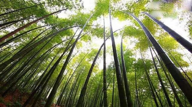 竹产业构成?大竹到安吉乡多少公里-图3 竹产业构成?大竹到安吉乡多少公里-图3