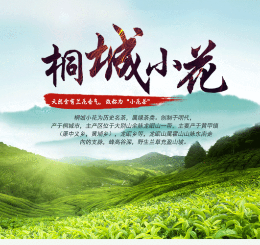 桐城小花茶哪里产的最好?桐城湿度多少-图3 桐城小花茶哪里产的最好?桐城湿度多少-图3