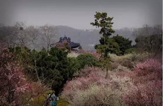 前湖公园要门票吗?明孝陵梅花山门票多少钱-图1 前湖公园要门票吗?明孝陵梅花山门票多少钱-图1