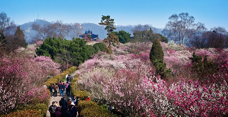 前湖公园要门票吗?明孝陵梅花山门票多少钱-图3 前湖公园要门票吗?明孝陵梅花山门票多少钱-图3