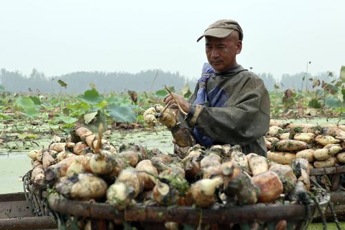 安徽霍邱县有什么特产?六安苏埠镇人口多少-图2 安徽霍邱县有什么特产?六安苏埠镇人口多少-图2
