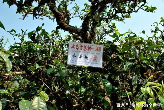 为什么云南双江的茶叫冰岛茶?双江勐库镇有多少人-图3 为什么云南双江的茶叫冰岛茶?双江勐库镇有多少人-图3