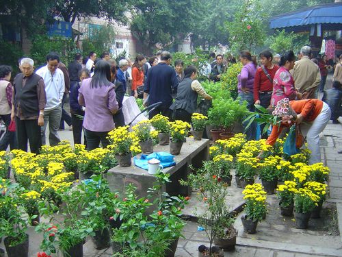 重庆花市排名前十名?大渡口天气多少温度-图2 重庆花市排名前十名?大渡口天气多少温度-图2