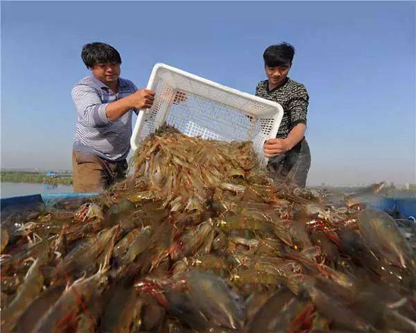 唐山大虾哪里最多?乐亭京唐港到黑沿子多少公里-图1 唐山大虾哪里最多?乐亭京唐港到黑沿子多少公里-图1