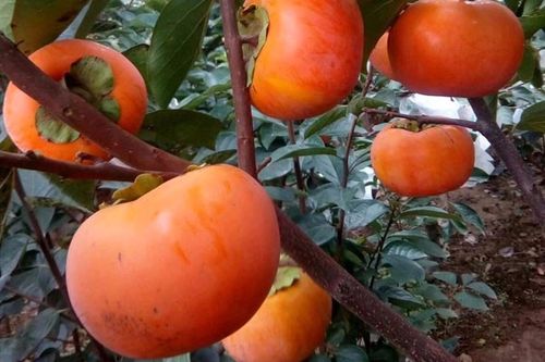 兰州附近哪能拍到柿子？兰州柿子批发多少钱-图2
