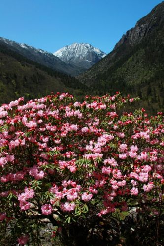 杜鹃花主要分布在那些省份?洛阳到四川稻城亚丁景区有多少公里-图1 杜鹃花主要分布在那些省份?洛阳到四川稻城亚丁景区有多少公里-图1
