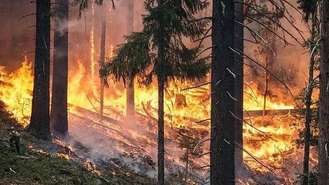 世界上发生了多少次森林火灾?全国有多少次火灾有多少-图2 世界上发生了多少次森林火灾?全国有多少次火灾有多少-图2
