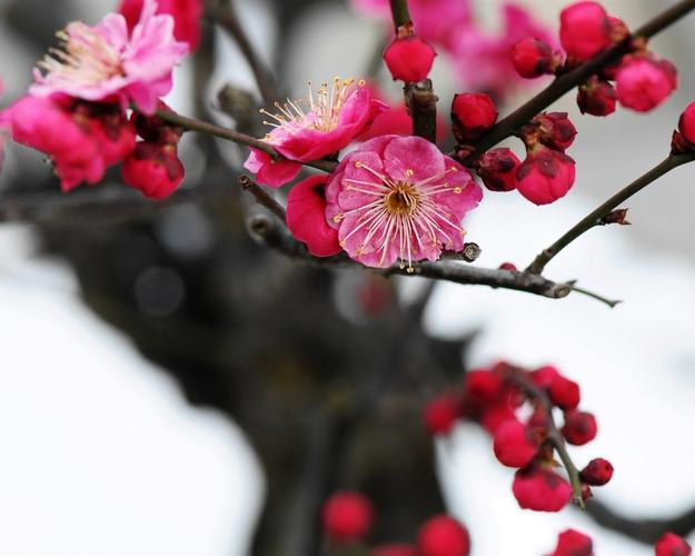 梅花都有什么颜色的？少见的梅花颜色有多少种颜色-图2